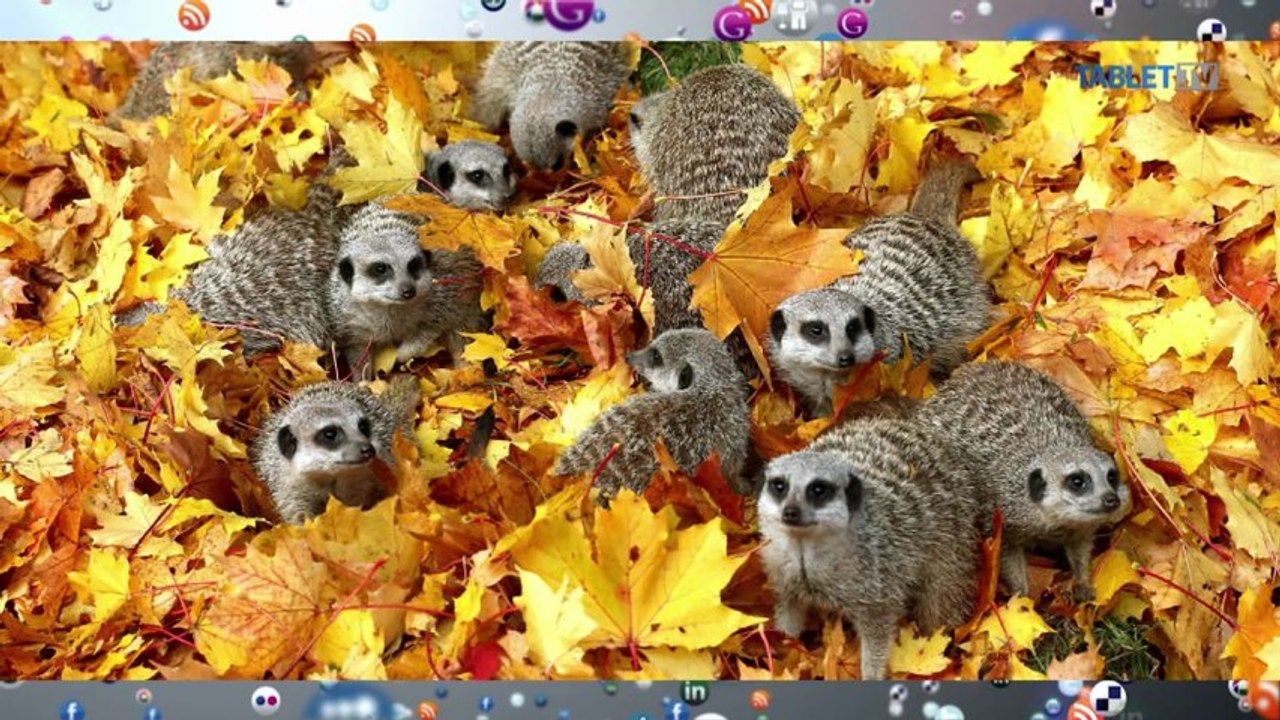 LIKE DŇA: Ako si užiť jeseň?