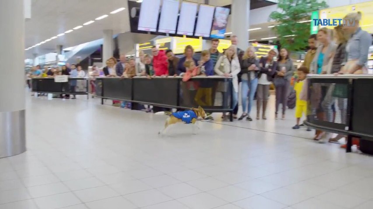 LIKE DŇA: Takého psa ste ešte nevideli!