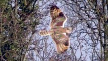 Short-eared Owl in the field / Velduil in het veld (Asio flammeus)