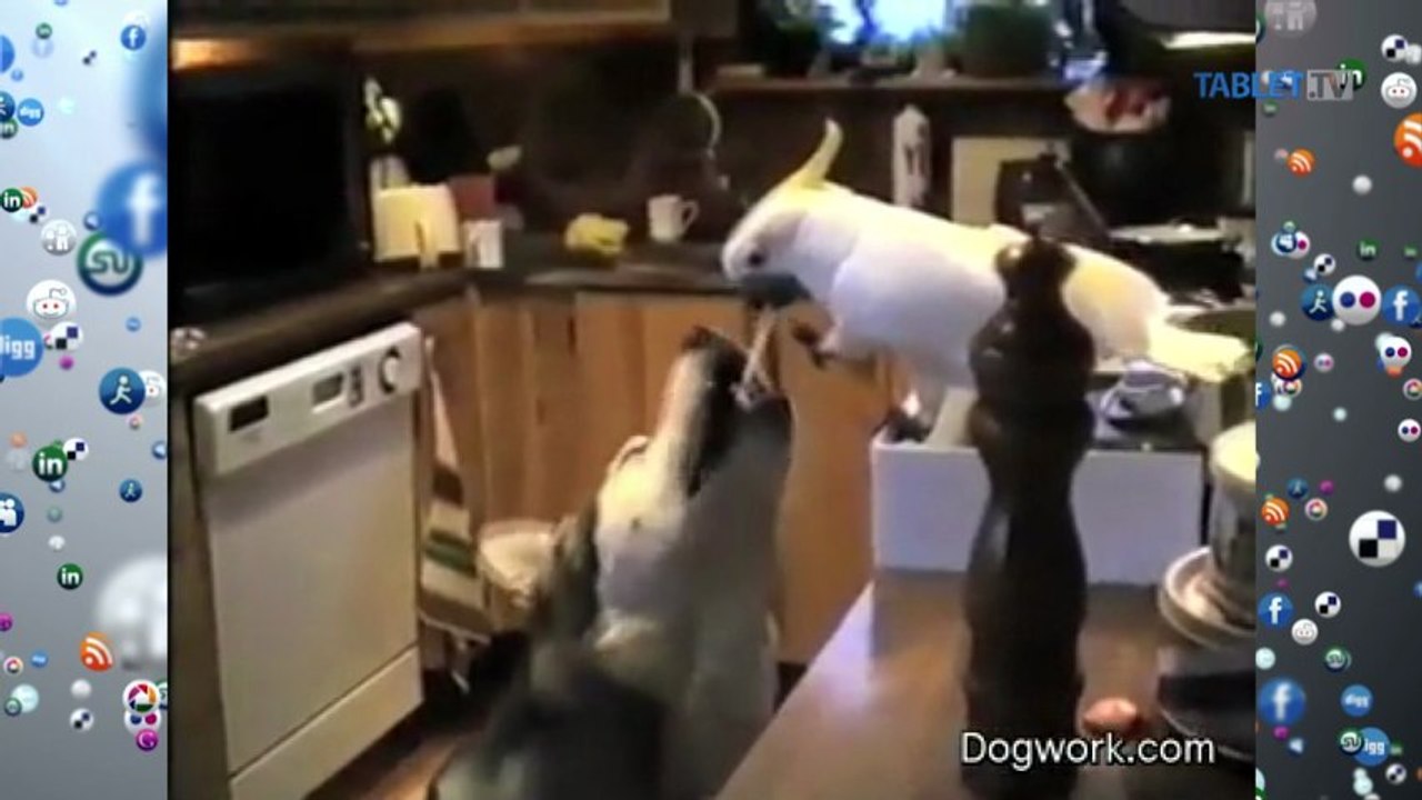LIKE DŇA: Čarovné priateľstvo