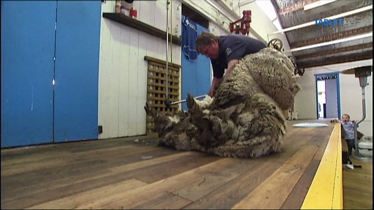 LIKE DŇA: Ovečka na úteku!