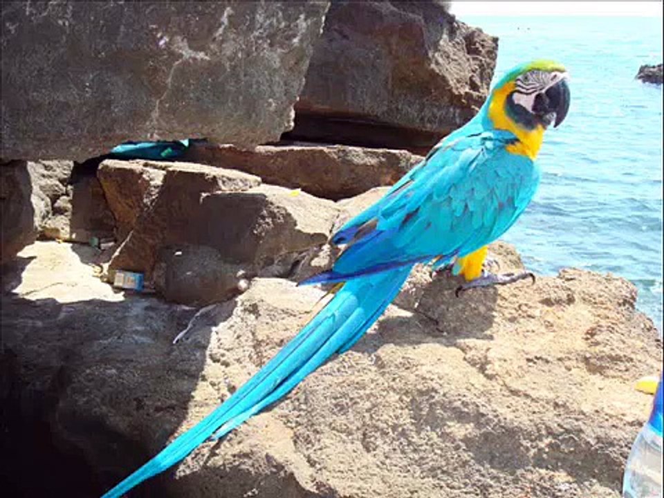 ACHILLE ARA ARARAUNA , MACAW
