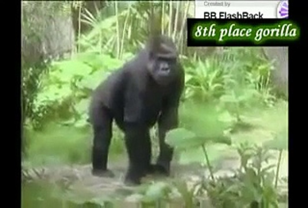 Tiger the 4th strongest animal in the world. Much stronger then bears, gorillas, and other animals