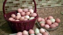 Not all eggs look alike: green eggs, baby eggs, mini eggs