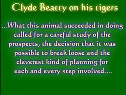 Tiger vs lion Intelligence. A tigers much more intelligent and cunning then a lion