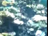 l'aquarium de saint Gilles les bains