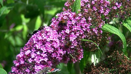 Bezoekerscentrum Mallebos zes dagen per week geopend / Spijkenisse 2015Mijn Film 1 final