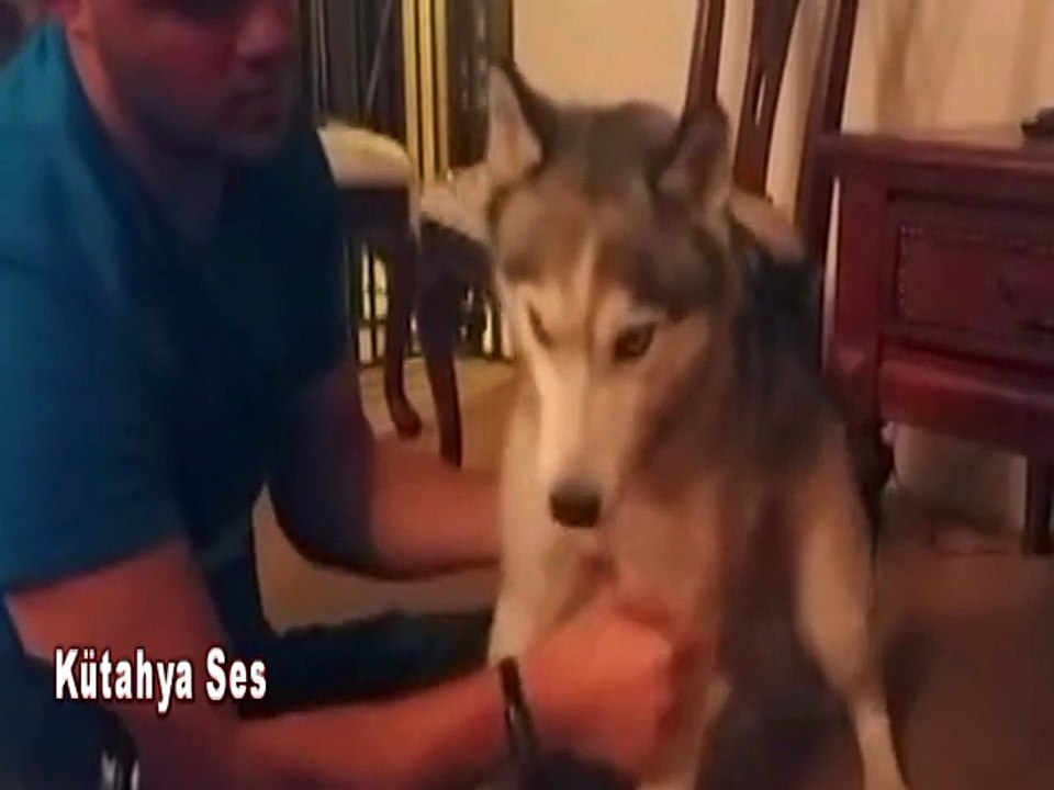 Esrar Otu Yiyen Sibirya Kurdu Köpek Kendini Kay...