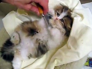 Grooming Sequoia - adorable Persian kitten - 11.30.09
