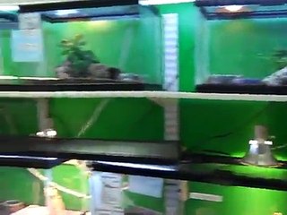 Reptile Addictions Store Tour