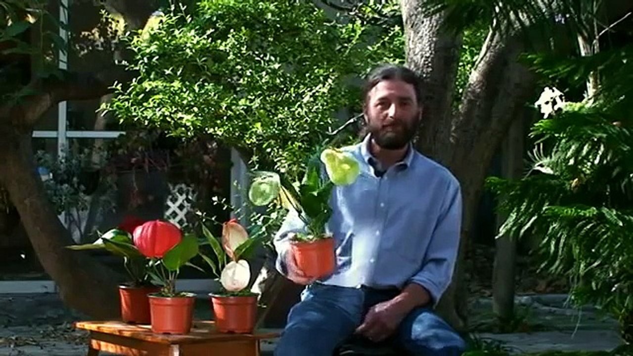 Verde Mexicano 3
