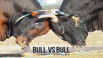 BULL VS BULL - Animal vs Animal [HD]