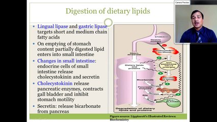 Lipid Digestion and Absorption - A quick review for step-1