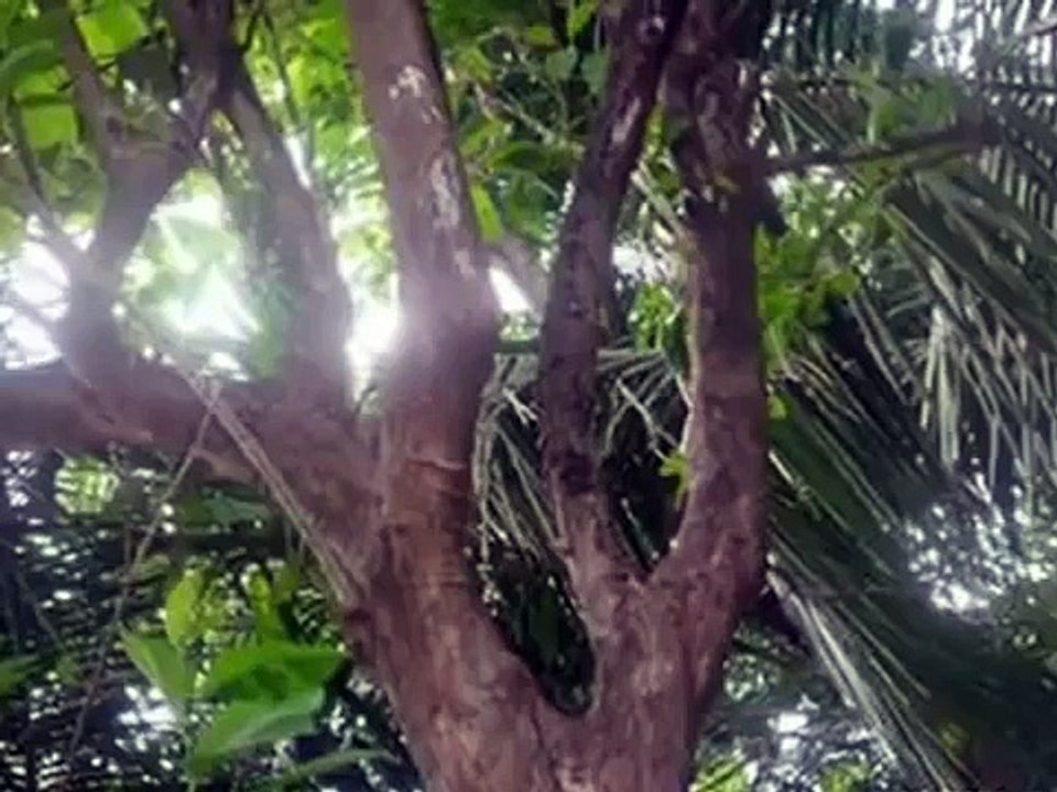 Keajaiban Allah - 44 Bukti Kebesaran Allah Di Dunia, Subhanallah