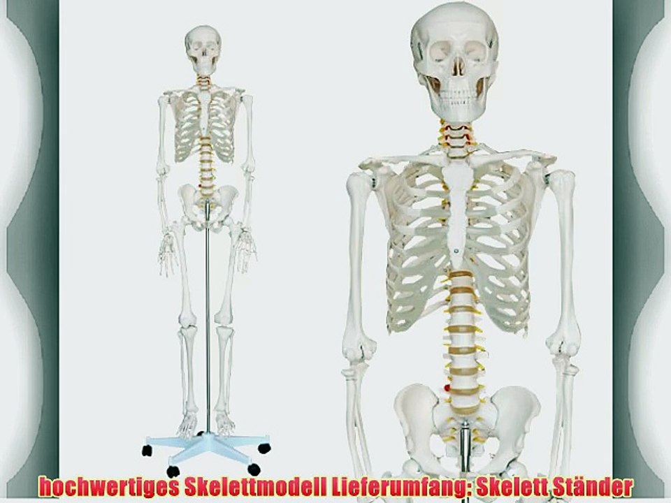 Skelett modell lebensgro?