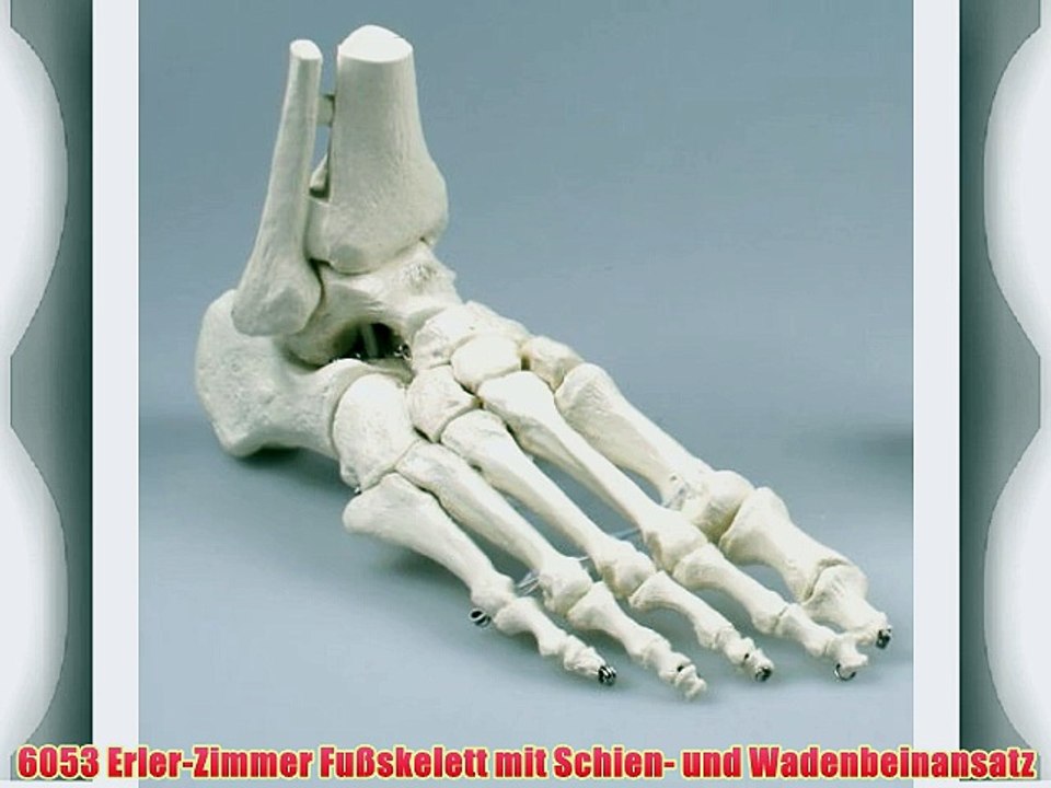 6053 Erler-Zimmer Fu?skelett mit Schien- und Wadenbeinansatz