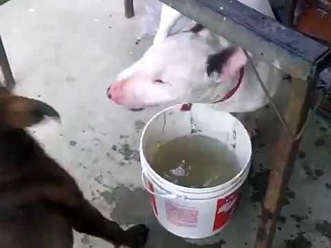 Bull Terrier Vs Pit bull Red Nose fighting for the water