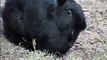 Rabbit Eating Hay