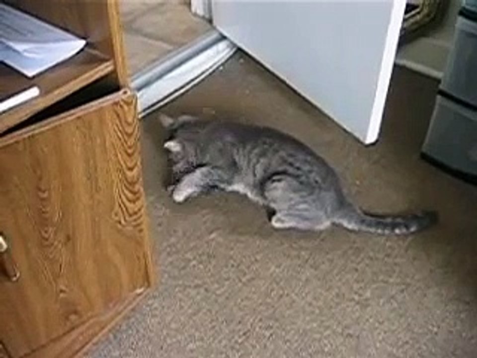 Cat beating kitten