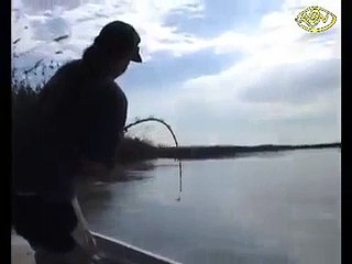 Amazing Fish in Hunting - Latest Fish Videos