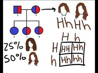 GENETICS AND PEDIGREES AND STUFF