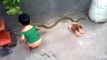 Baby Playing with Snake - Latest Snakes Videos - Babies Videos