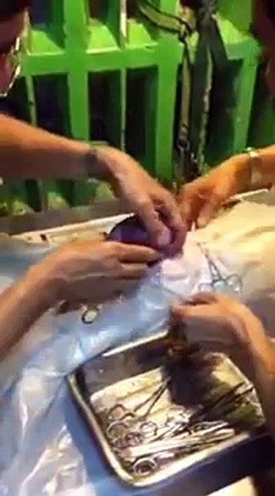 C section shihtzu gives birth to 3 cute puppies