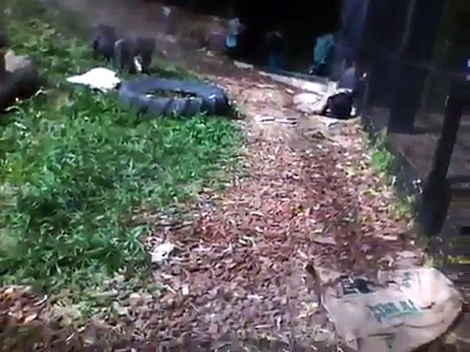 Baby chimp has tantrum- conditioning zoo trip
