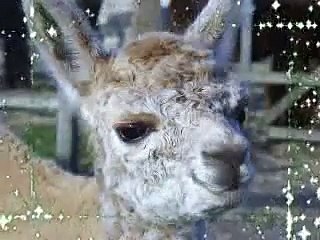 Baby Alpacas Running 2