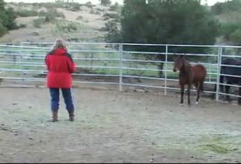 Gentling Piney #1-Very Early Round Pen session - wild mustang colt