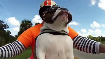 Mira cómo un bulldog en moto saluda a otro motociclista