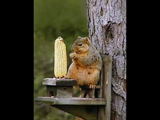 Son d'un écureuil rigolo !