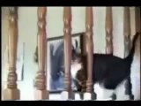 Gatti pazzi il ritorno!! funny cats 2