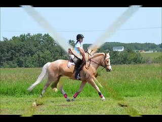 Large Pony Hunter Palomino "Strike It Rich" For Sale
