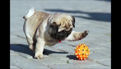 cani amici dell'uomo