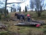 horse logging. http://hestekrefter.blogspot.com