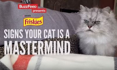 Humor: Señales de que tu gato es una mente maestra