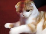 Cute Scottish Fold Cat Playing