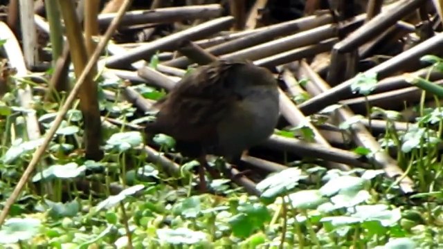 ENDEMIC - BOGOTA RAIL - RALLUS SEMIPLUMBEUS - TINGUA BOGOTANA - HUMEDALES BOGOTA