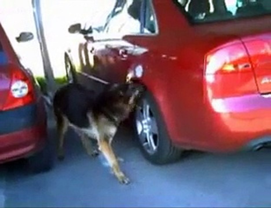 Perro Detector Explosivos