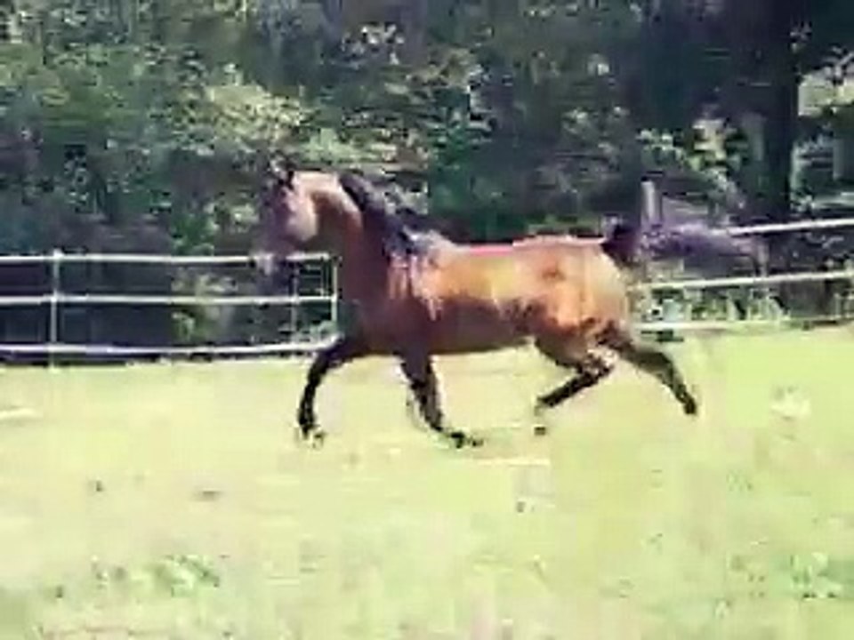 Horse of your dreams, Arabian horses