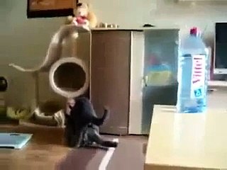 Animals videos Cat love pussy cat reproduction Animal funny