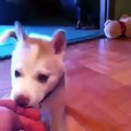 Adorable Dog Videos of 2015 Funny Dogs and Puppies Vine Compilation