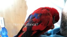 Rebecca, il pappagallo che parla troppo :)