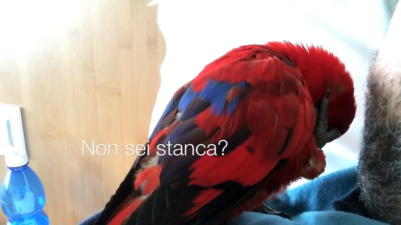 Rebecca, il pappagallo che parla troppo :)