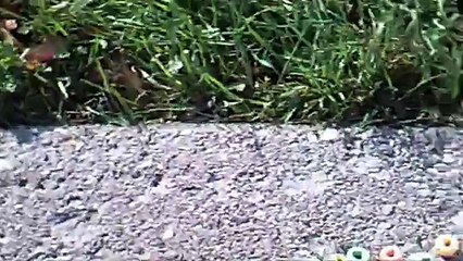 UFOs (The Origin of Cats)