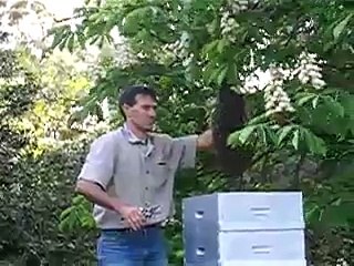 Recolte d'un essaim d'abeille