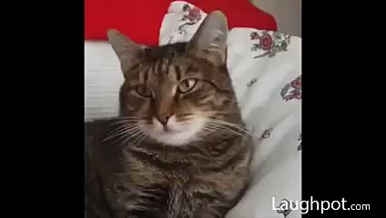 Cat Feeling Fear With Flowers - FUnny Video