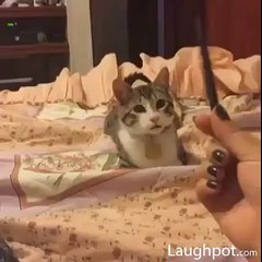 Cat Playing With Pen In Bedroom - FUnny Video