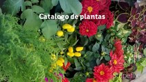Catalogo ornamentales